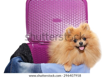 Dog in a purple laundry basket. Pomeranian dog in a basket on white background. Isolated dog and laundry basket