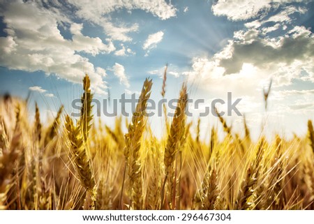 Ripe ears of wheat under the blue sky taken with a blurred background