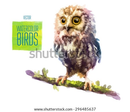 Owl watercolor bird isolated on white background. Vector illustration