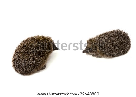 Picture of two hedgehogs on a white background