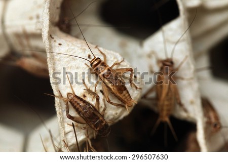 House cricket (Acheta domestica) on egg pack. Wild life animal. Royalty-Free Stock Photo #296507630