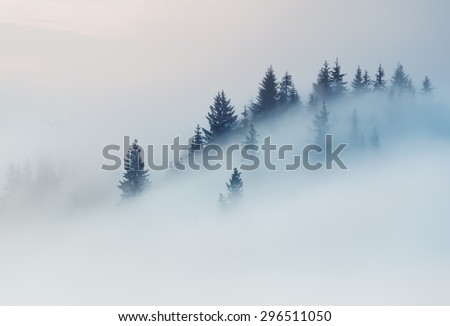 Carpathian Mountains. The tops of trees sticking out of the fog. Royalty-Free Stock Photo #296511050