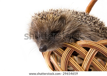 Picture of the hedgehog in a wicker basket