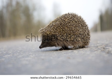 Picture of a hedgehog on the road