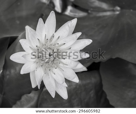 White Water Lily in Monochrome