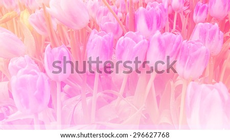 sweet color tulips in soft and blur style