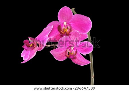 Purple Orchid (Phalaenopsis) isolated on black 