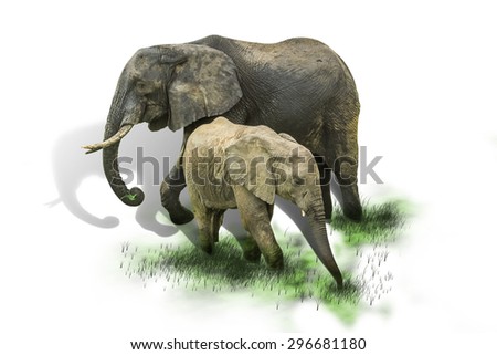 Mother and baby elephants on green grass with shadow. Isolated. White background.