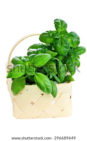 Basket of freshly cut basil over white background.