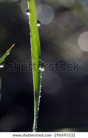 Picture of a Morning waterdrops on a grass leaves