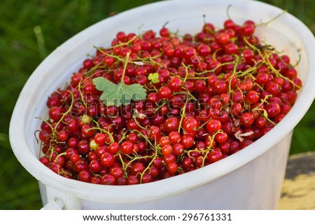 Red currants in the bucket