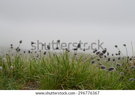 Silhouettes of herb blades with shiny dewdrops in foggy day