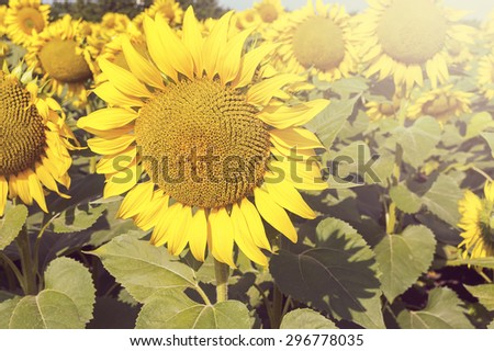 Sunflower flower in summer sunny day. Selective focus.