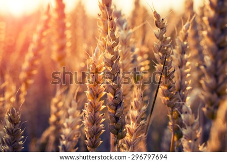 backdrop of ripening ears of yellow wheat field on the sunset cloudy orange sky background Copy space of the setting sun rays on horizon in rural meadow Close up nature photo  Idea of a rich harvest