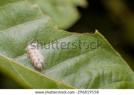 Worm on green leaf