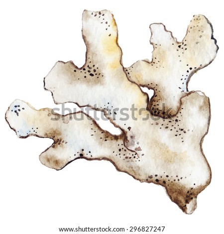Watercolor coral reef polyp brown white beige vector isolated clip art