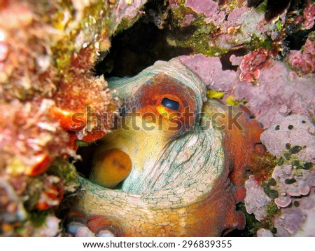 Close-up image of an Octopus vulgaris mollusk, underwater in the Mediterranean sea, Corsica