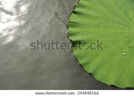 Green leaf lotus,the lotus pond