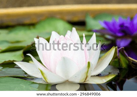 bright white blossom lotus 