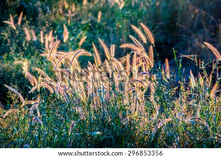 grass flower in morning