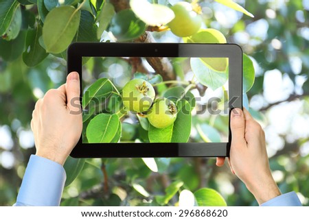 Using tablet to take photos of green apple on tree in garden