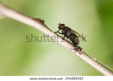 Black fly on brown branch