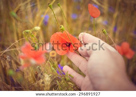Closeup picture on hand touching poppy flower in the field of wheat on summer day outdoors copy space background 