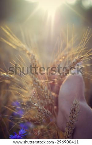 Hand in the field of wheat on sunny day outdoors copy space background, closeup picture