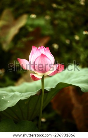 Lotus flower and Lotus flower plants
