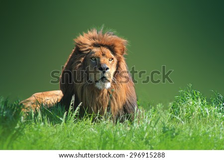 Lion lies on green grass,