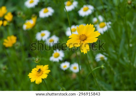 Coreopsis flowers in early summer garden