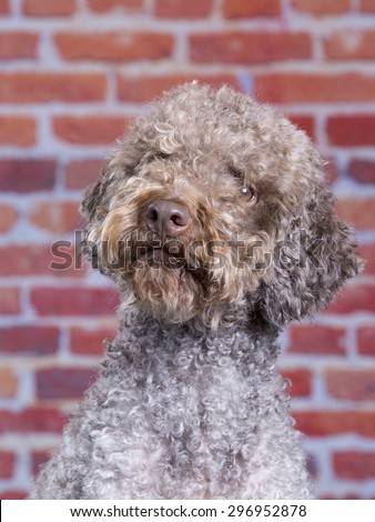 A lagotto romagnolo portrait. Image taken in a studio with a red brick wall as a background. The breed is also known as the truffle dog and the Italian waterdog.