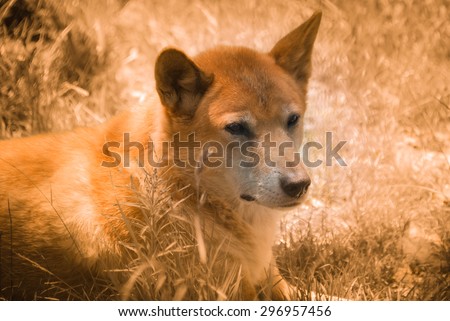 Dingo the wild dog (Canis Lupus Dingo - grey wolf subspecies) - Australian native cultural Aboriginal icon animal - young orange red fur wild predator resting in grass - orange tinted landscape image