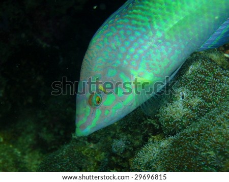 Fluorescent fish - Pacific Ocean, Thailand