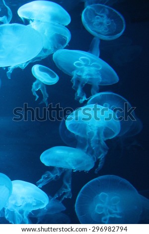  jellyfish moon bioluminescence bio fluorescent under blue cyan lights, Moon Jellyfish variety swims underwater aquarium background stock, photo, photograph, picture, image