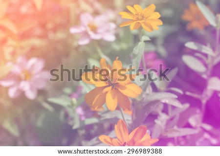 beautiful flowers with Soft Focus Color Filtered background