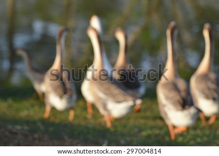 Domestic Goose (Embden goose)

