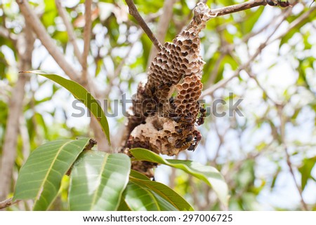 Hornet on tree