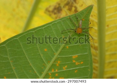 Orange Spider on green leave
