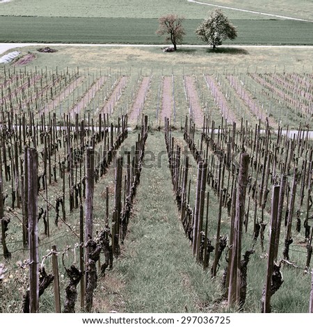 Young Vineyard on the Slopes of the Swiss Alps, Vintage Style Toned Picture