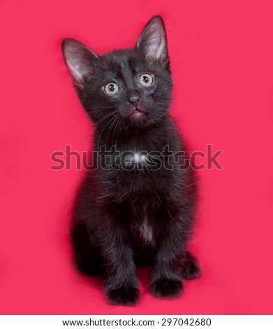 Small black kitten sitting on red background