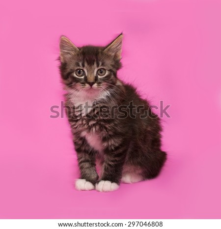 Siberian fluffy tabby kitten sitting on pink background