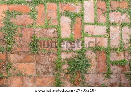 Grass between bricks Royalty-Free Stock Photo #297052187