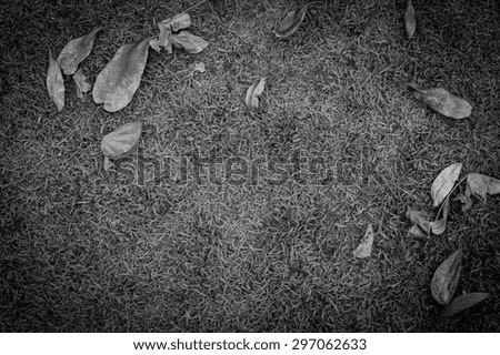 dry leaf on green grass, black and white, background