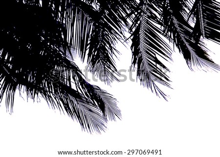 black and white Coconut leaf with white background
