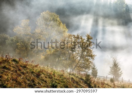 Carpathian Mountains. Morning in the mountains, rays make their way through the fog lighting trees.
