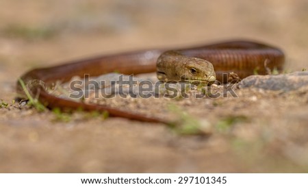 The sheltopusik,  scheltopusik, or European legless lizard (Pseudopus apodus) is a large glass lizard found from southern Europe to Central Asia.