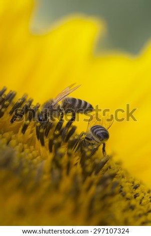 Closeup of two small working wild striped bees with wings flying under bright yellow beautiful sunflower seeds outdoor, vertical picture
