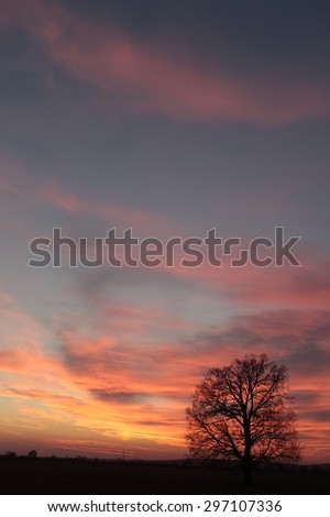 Magnificent landscape of big bare tree on horizon line in sundown with colorful blue orange sky on natural background, horizontal picture