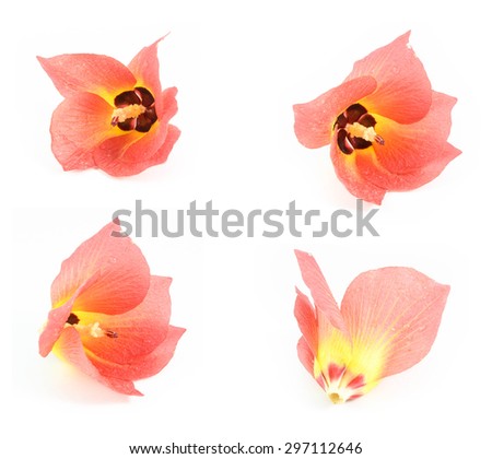 Set Hibiscus tiliaceus.Beautiful red Flower isolated on white
